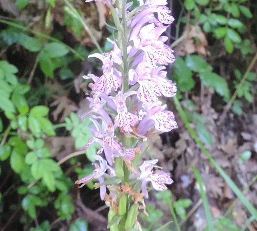 Dactylorhiza maculata subsp. fuchsii